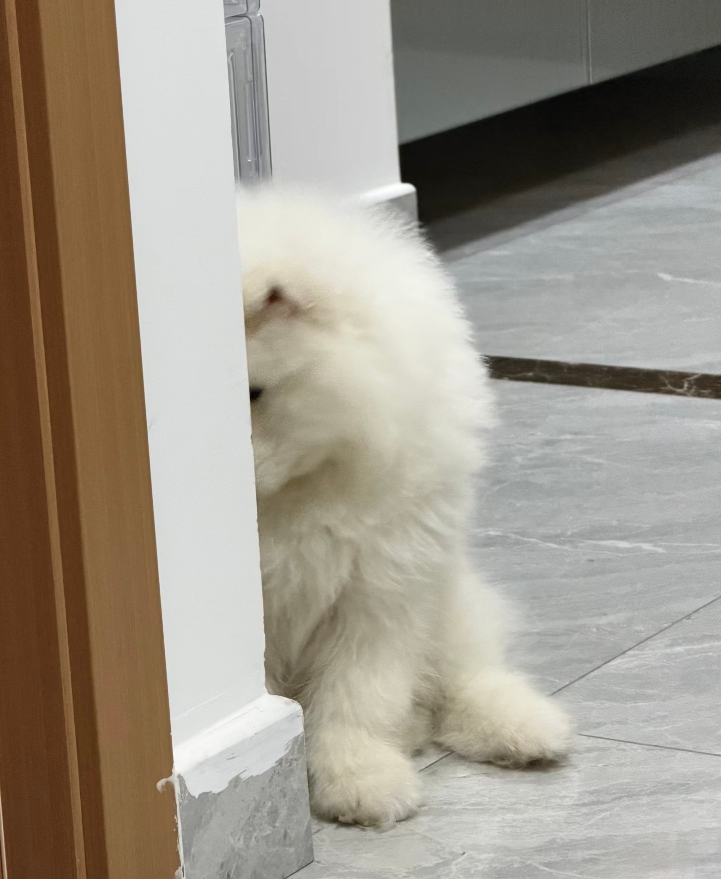 犯了错被骂后的萨摩耶宝宝 