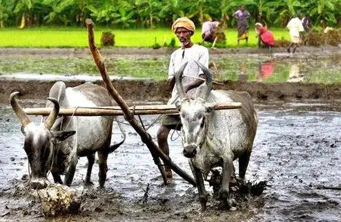 尿素救春耕？先还百亿欠款！否则一粒不售
 
印度现在春耕急缺尿素，国内化肥厂大面
