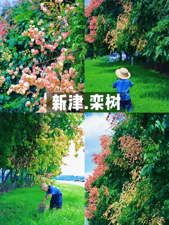 私藏新科大道的栾树‼️把浪漫照进现实了