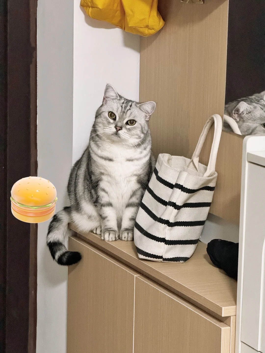 谁家小猫坐这么端正吖~