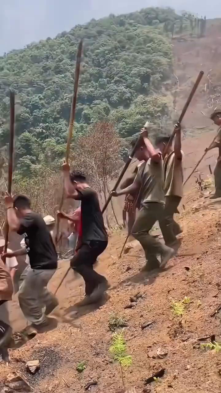 种在山上的早稻你见过吗？