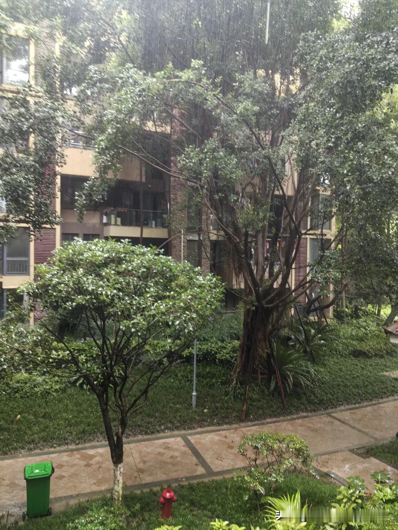 讨厌成都的雨季！每年秋天一到桂花要开的季节，连绵的阴雨总是下起来就没完没了。
