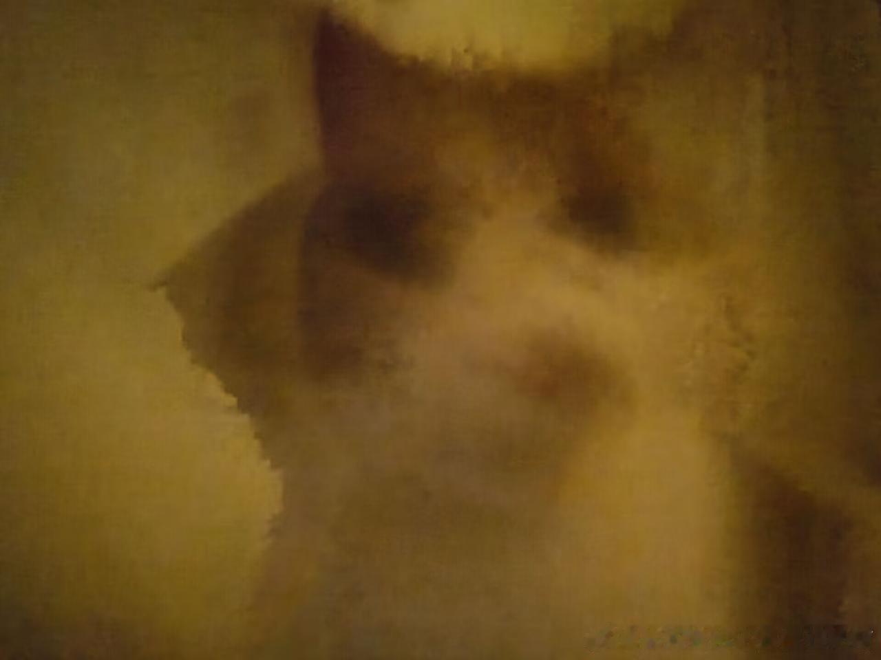 49582【丑猫】这都不是猫了吧！ 