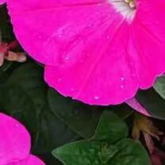 每日一善 驻足观赏一丛矮牵牛，层层叠叠的花朵簇拥在一起，鲜活明媚，每一朵都自在舒