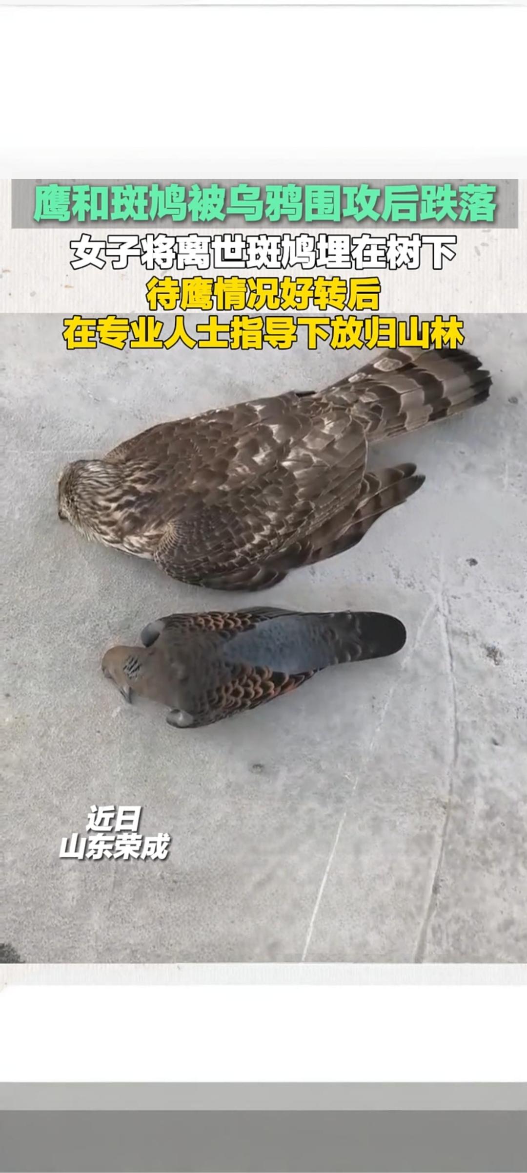 山东荣成上演空中混战 热心女子妥善救助受伤猛禽
 
近日，山东荣成一处户外区域上