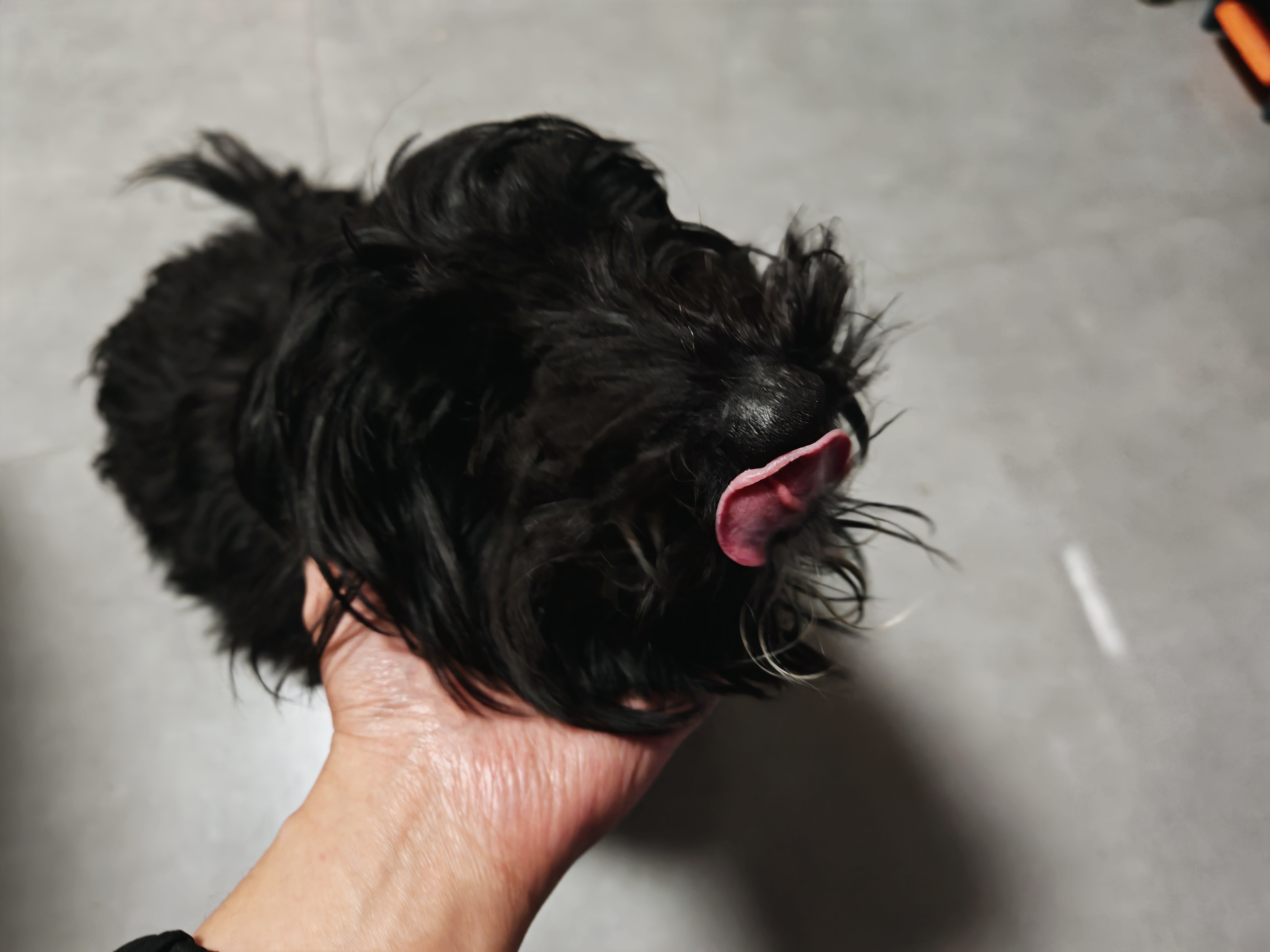 小黑最爱被人摸