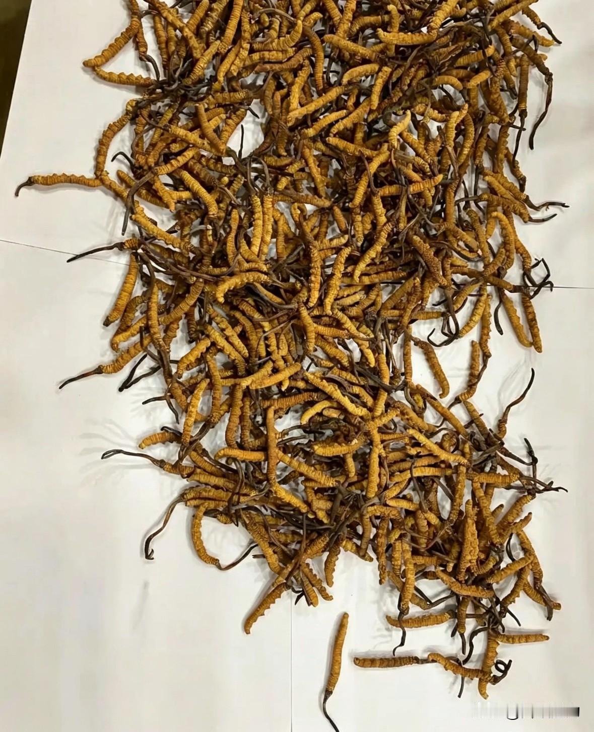 泡酒中的“劳斯莱斯”：五粮液冬虫夏草酒！没错，是五粮液加冬虫夏草泡的酒！

很多