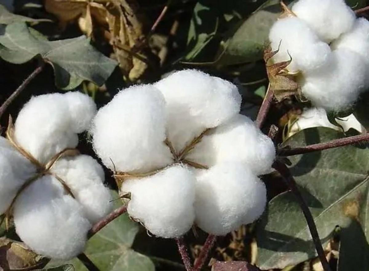 搬起石头砸自己的脚！5年前，西方编造“新疆棉事件”，给我国抹黑，没想到5年后的今