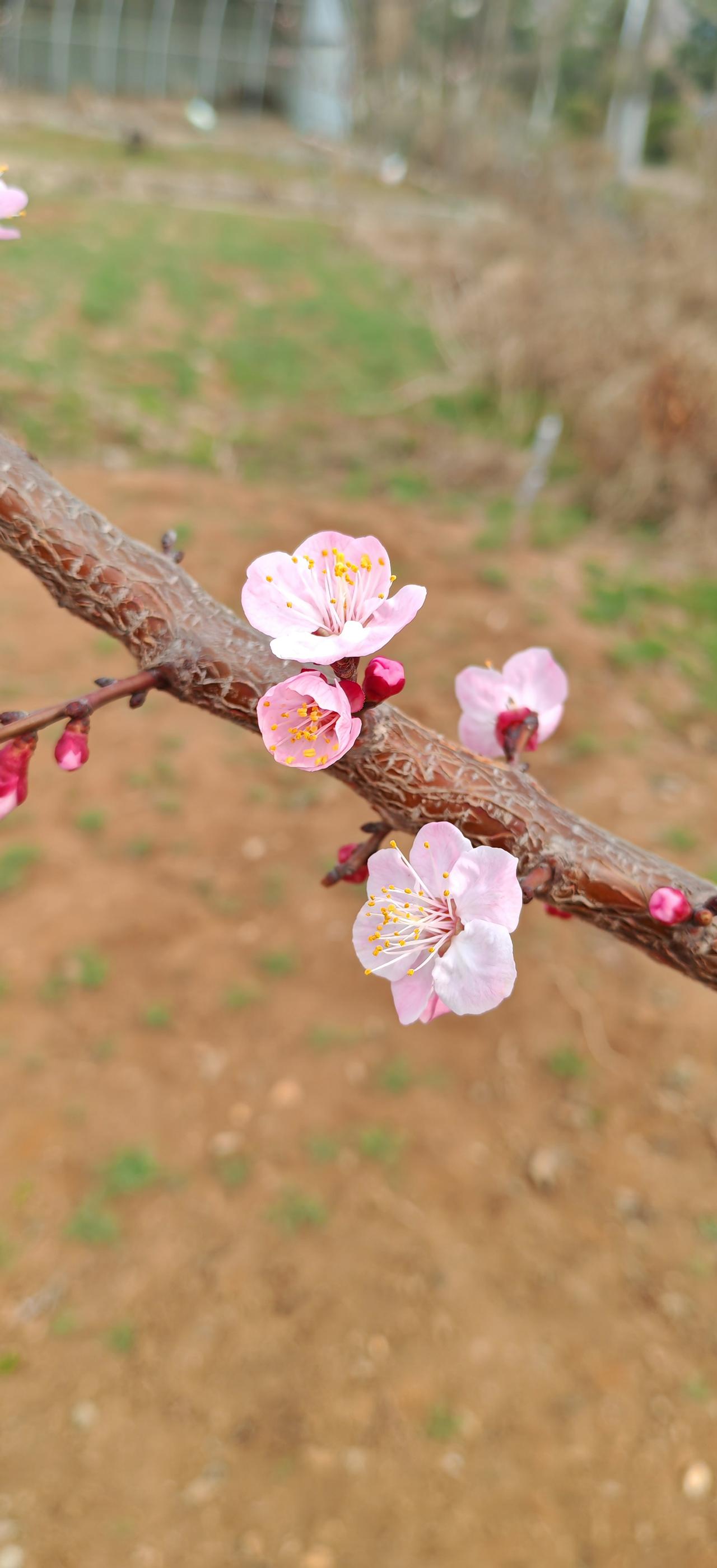春天的花蕊。已经绽放。有的含苞待放，春天是美丽的。是多姿多彩的。