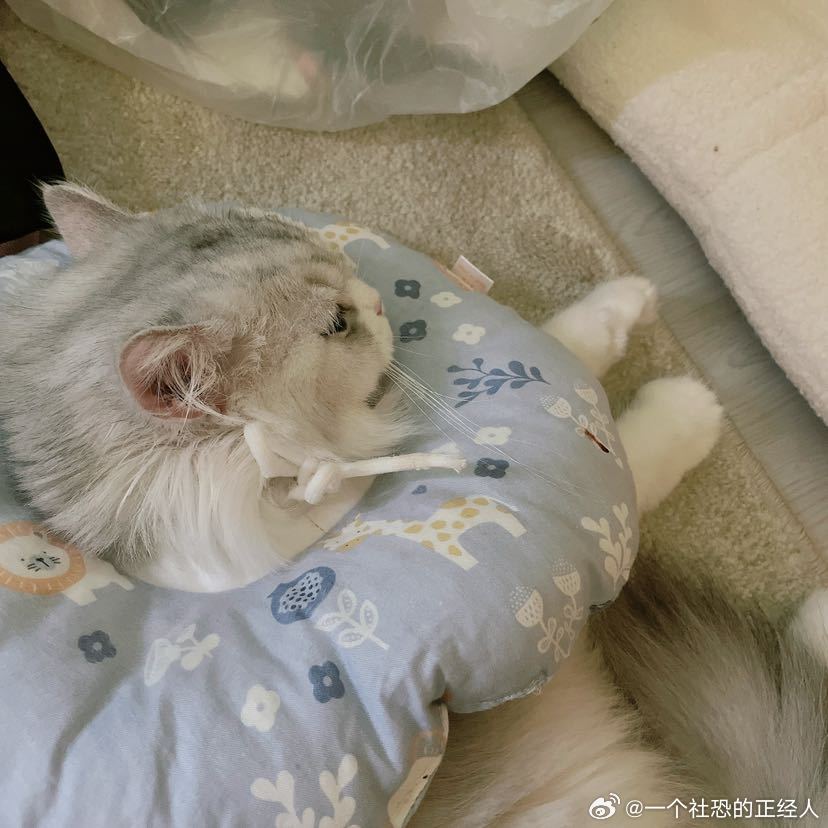 不丢我们小丢可爱的山竹小手😺 