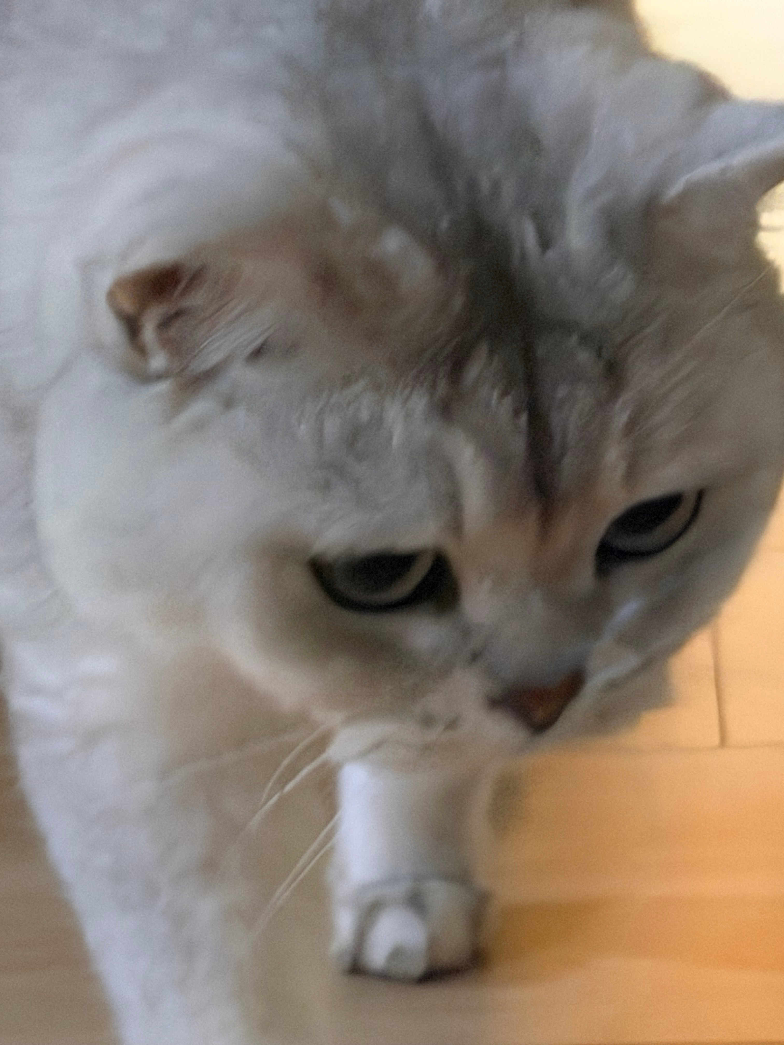 咪：人类晚安💤 
