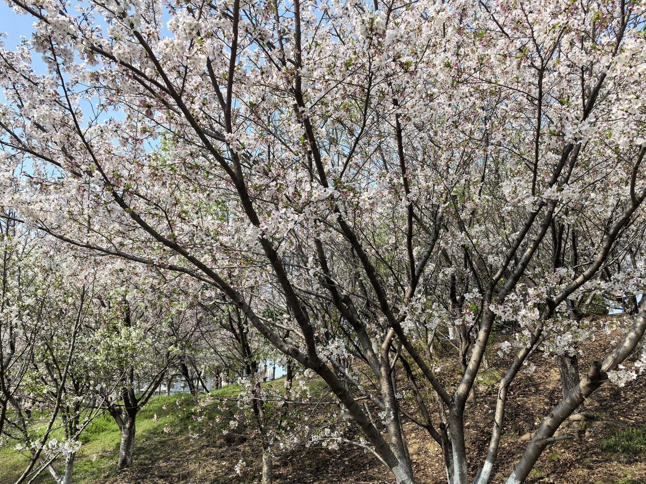 农村小伙结婚太难了！
邻居家的小伙子，1.82米的大高个，英俊帅气、一表人才，父