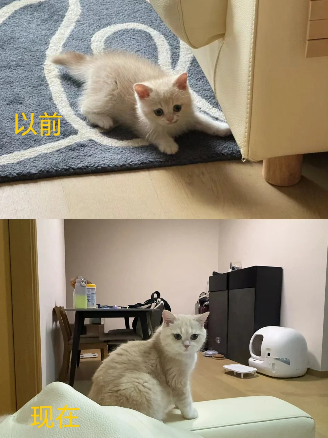 🇭🇰HK買貓💛最近係貓貓回返日1