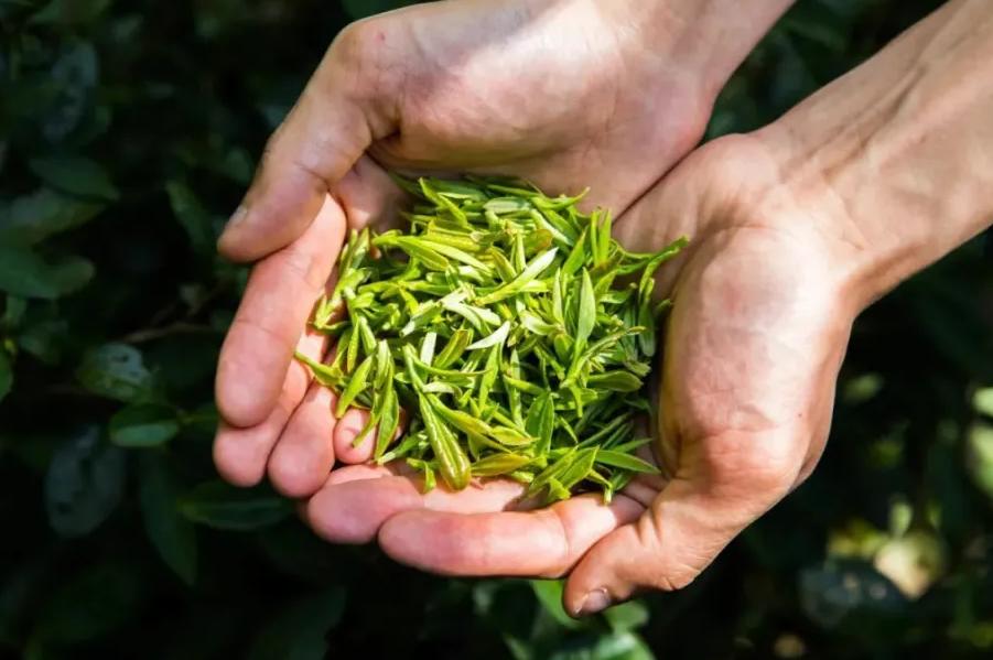 茶叶过期还能喝吗？很多人其实判断错了
 
看到茶叶上“保质期”三个字，很多人第一