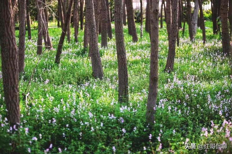 上联：远看青山绿水，下联如何对近观繁花茂林