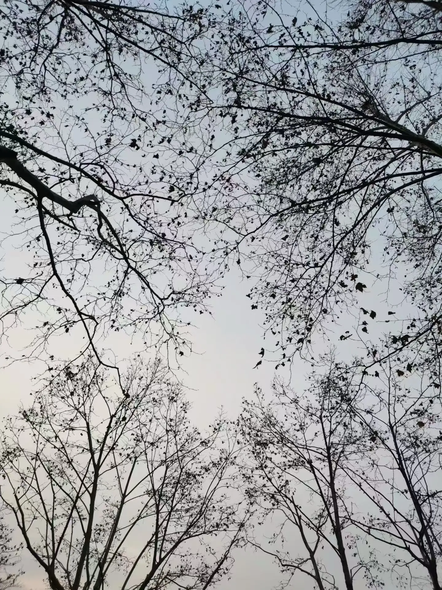 如果你也喜欢拍树不妨交换一张 树枝 可以看看你们拍的树吗 老树 惊艳