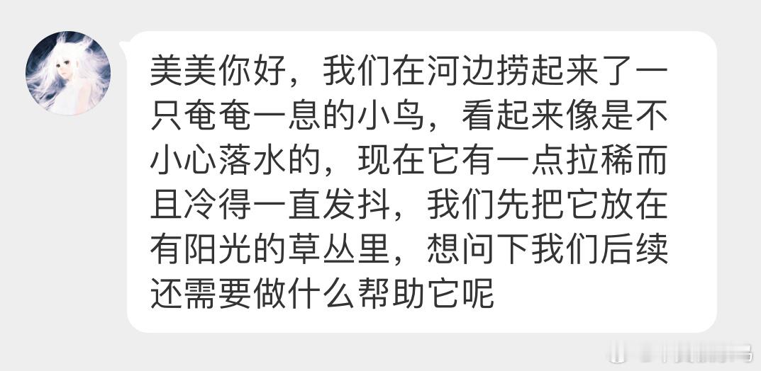 #鸟粉投稿# 河里捞上来一只翠鸟宝宝它正在长羽毛呢，马上就要变蓝了窝一般在河岸边