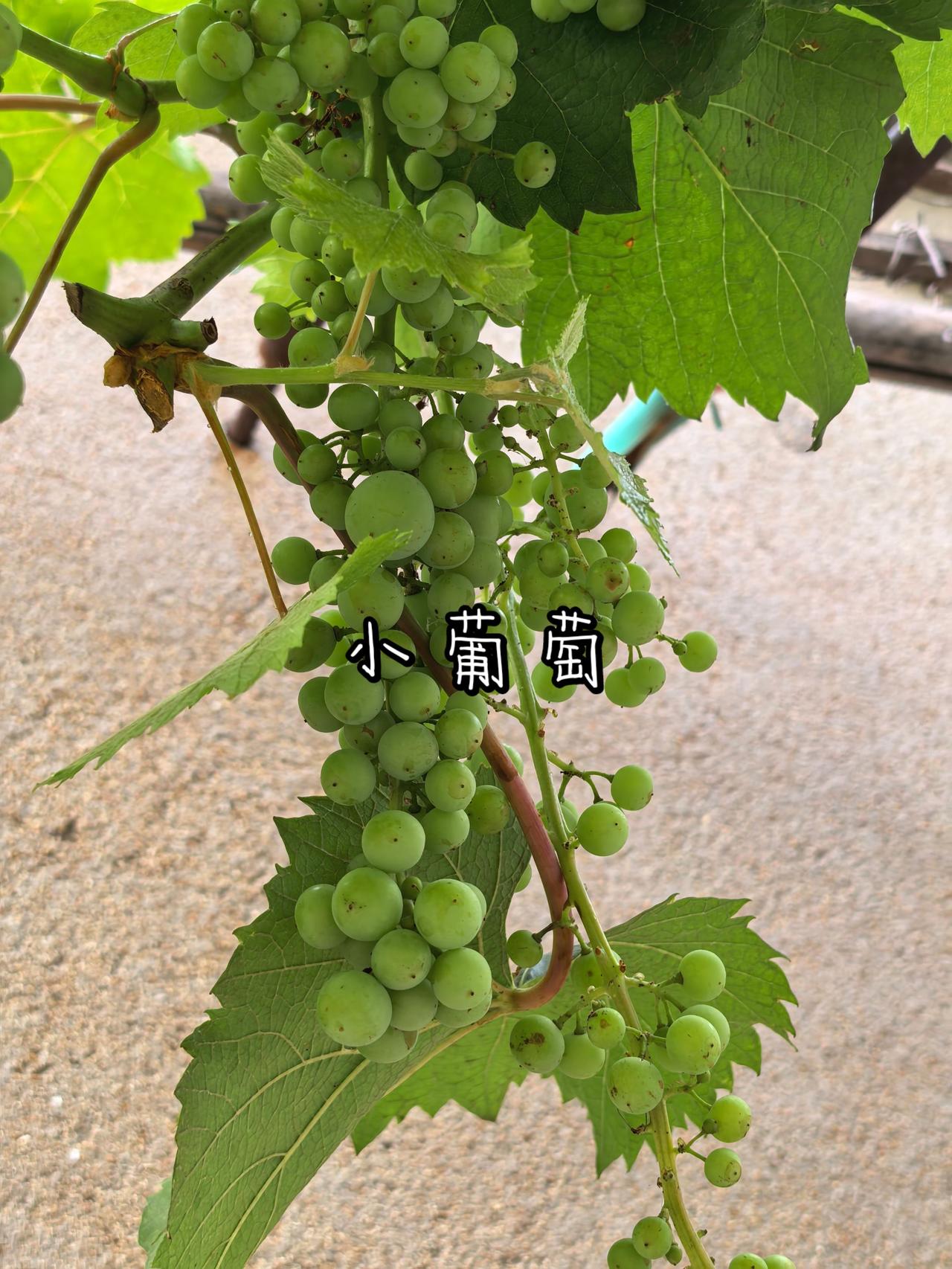小葡萄🍇