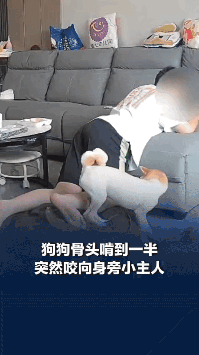 狗正啃骨头啃得带劲，孩子趴旁边沙发上。下一秒狗扭头就咬孩子腿上。

家长拍下来了