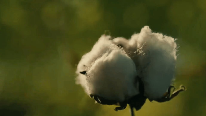 棉花地是导演花几个月种的真的被张永新导演的用心狠狠打动了✨为了镜头里最真实的质感