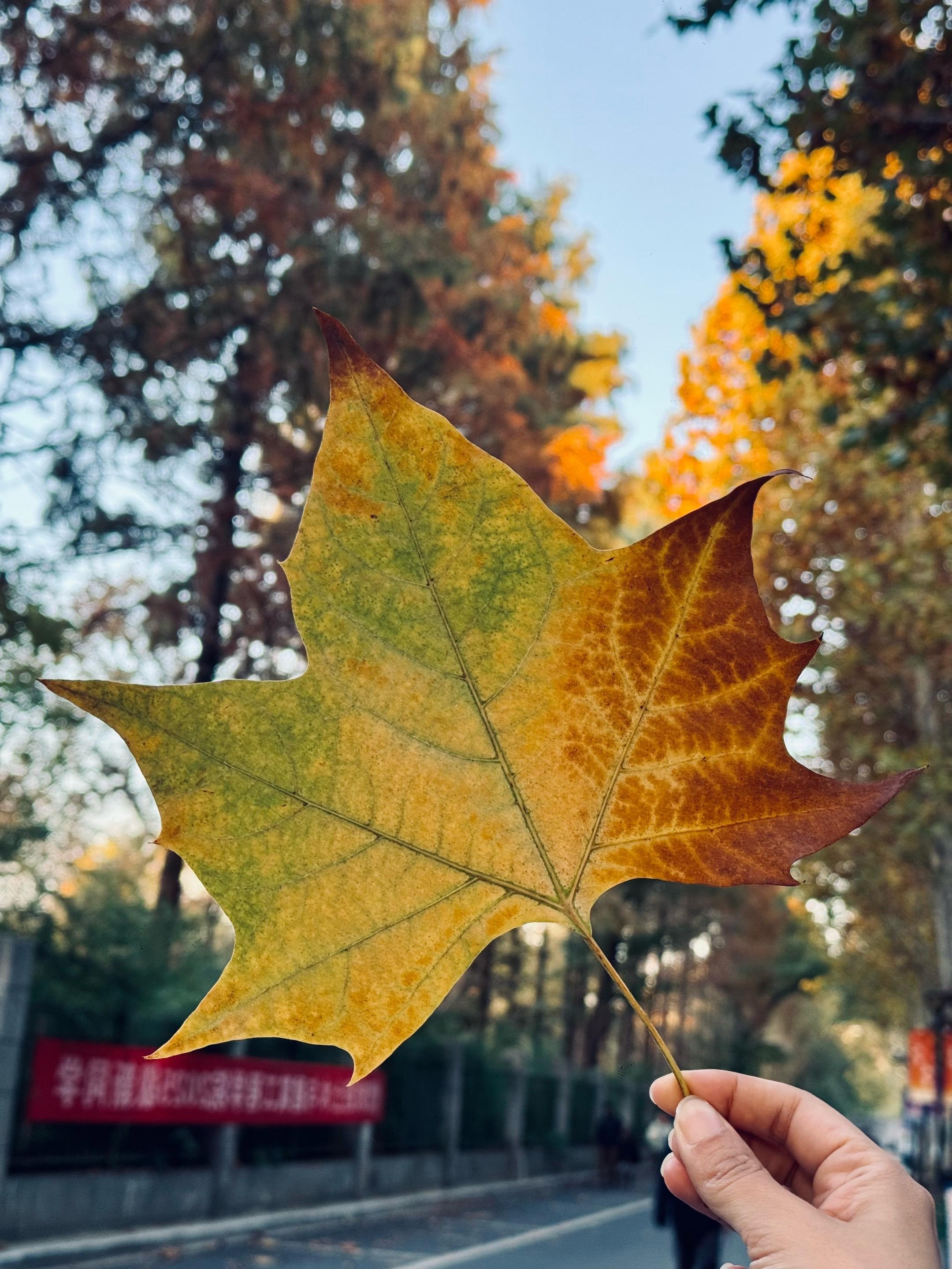 我满怀憧憬的样子像个傻瓜