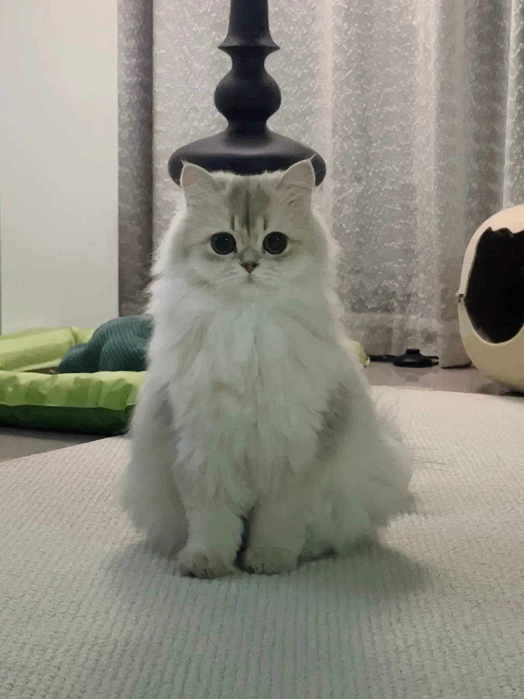 小女喵都坐这么端正的嘛🤗