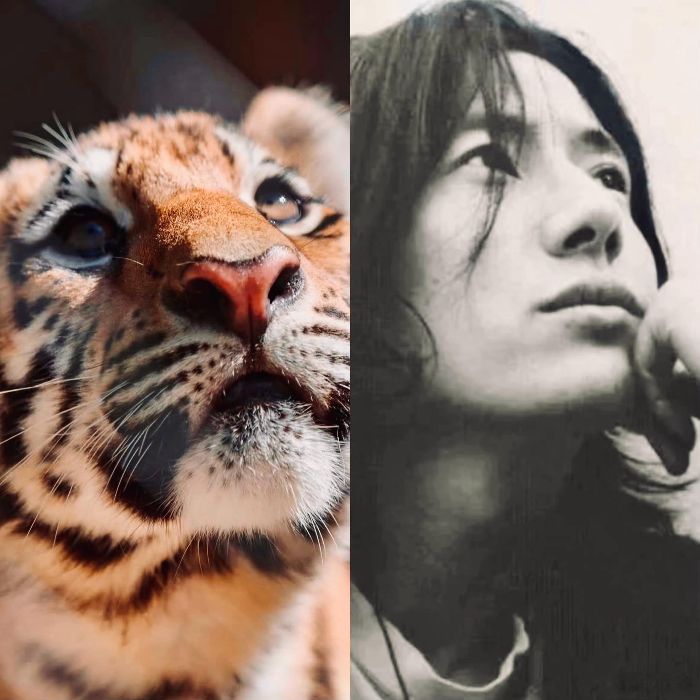 “‘动物世界’时间”；猫科（老虎）的郑钧，愈瞅愈像…… 