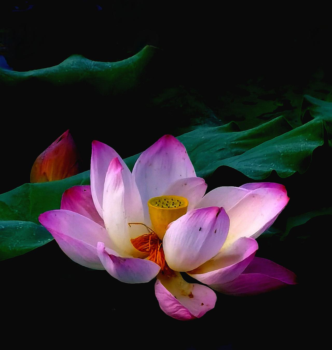 荷花荷花