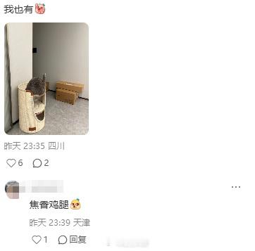 小猫高抬腿像极了美味的大鸡腿