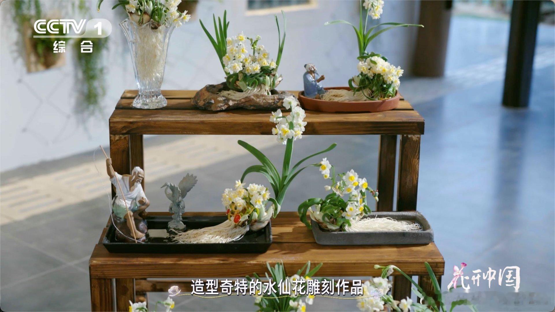 把水仙花雕刻成花孔雀 中国手艺人巧夺天工，将水仙养出山水画意境。新年送一盆雕刻水