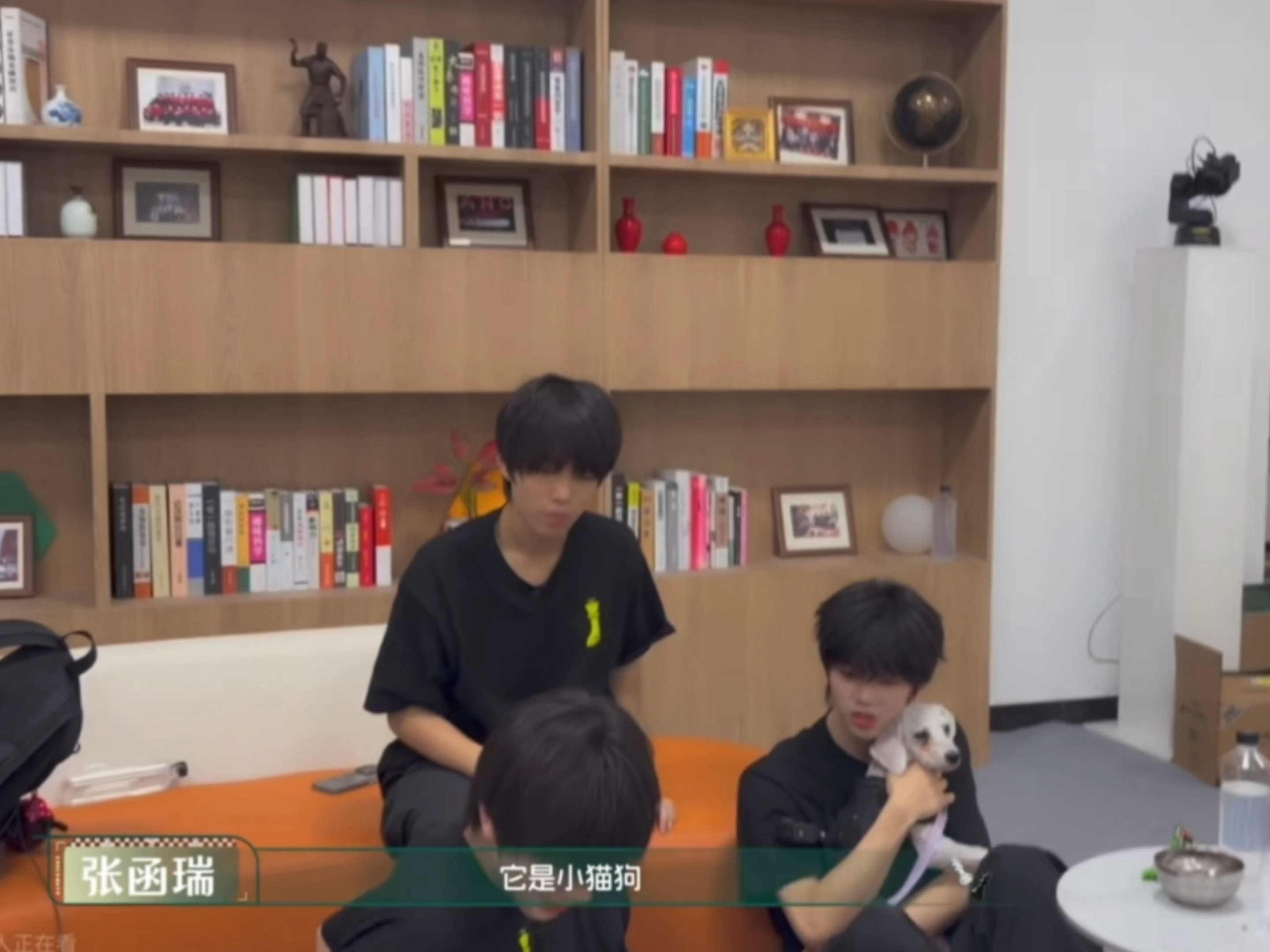 wsr：这是小狗还是小猫啊？🐱：它是小猫狗玩抽象还是比不过你瑞的脑洞