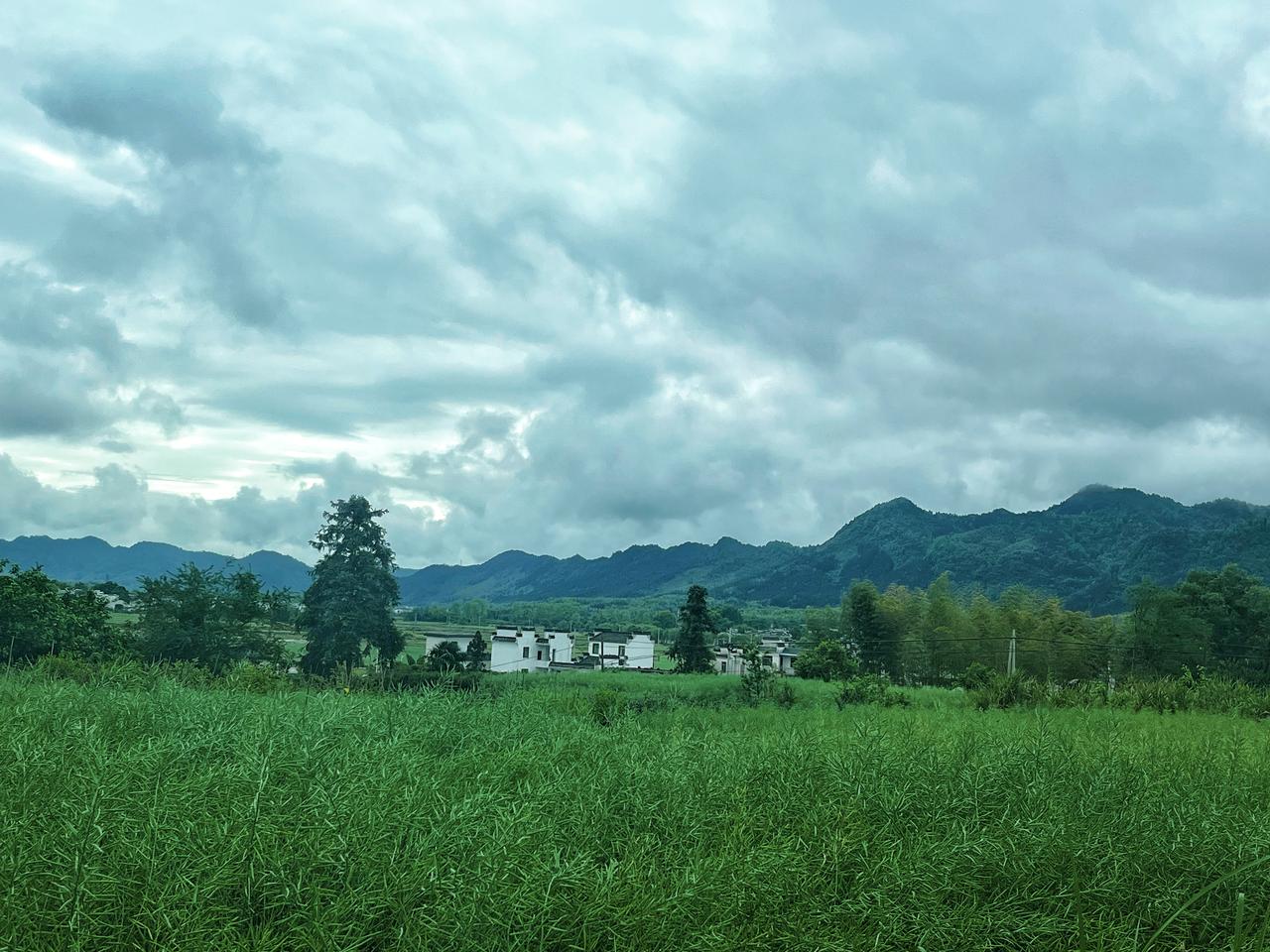【原创】
皖南黟县古村落
油菜快成熟了
早稻也已经种上了安徽黟县旅行 油菜田景