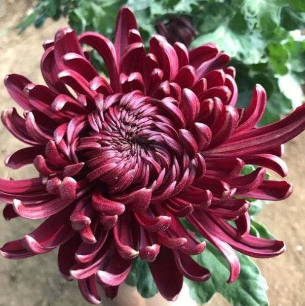 墨王菊花是一种深紫红色、黑里透红的菊花品种，属于墨菊的栽培变种，具有独特的观赏价