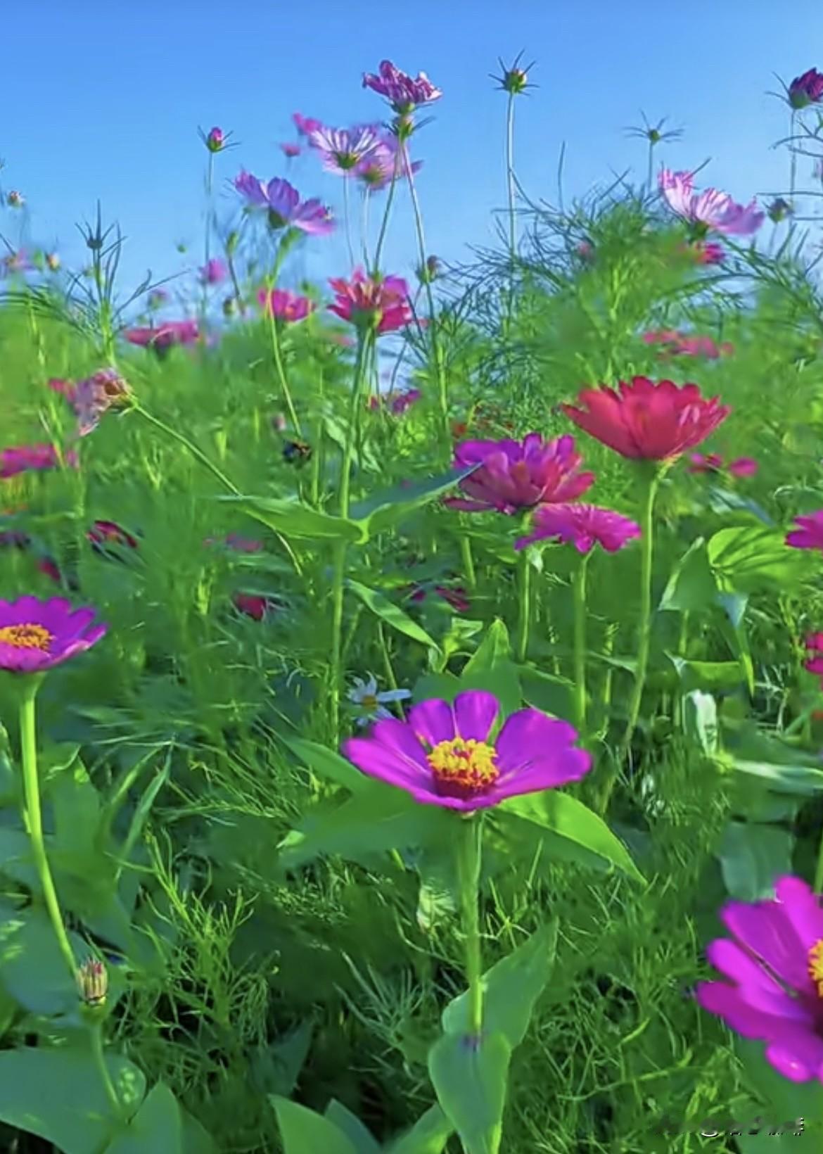 眼里有风景，心中无是非，
遇一片花海，染一身花香，
一路美好，一路芬芳‼️