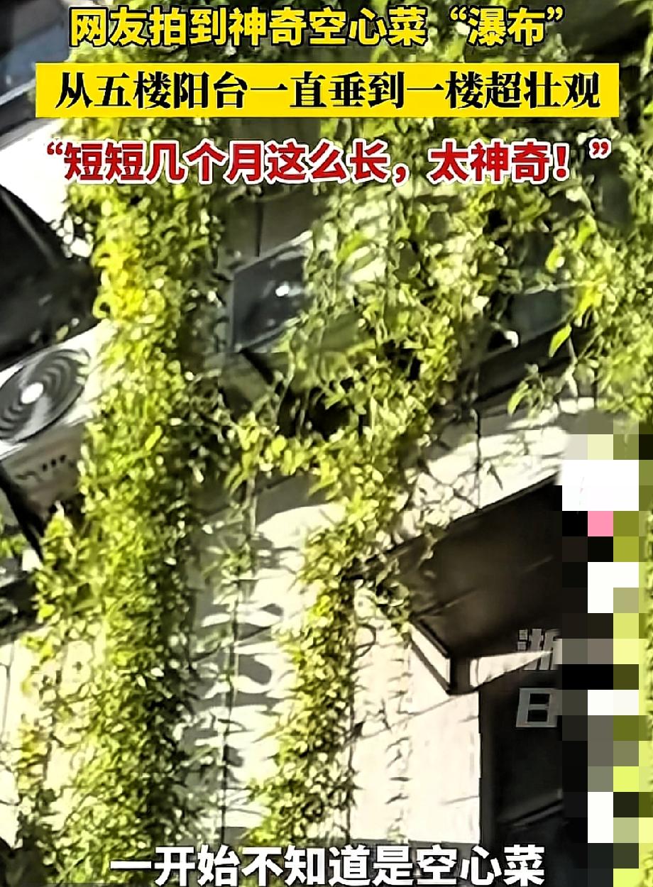 谁能想到，5楼业主种的空心菜，
居然成了整栋楼的“社交神器”！
藤蔓从5楼垂到1