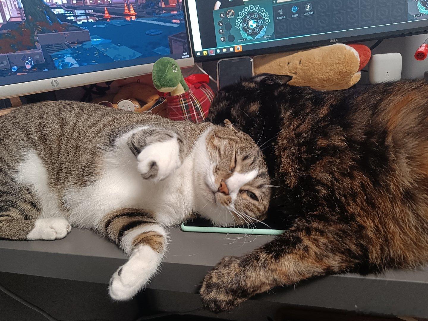 祝我生日快乐送猫照一张 