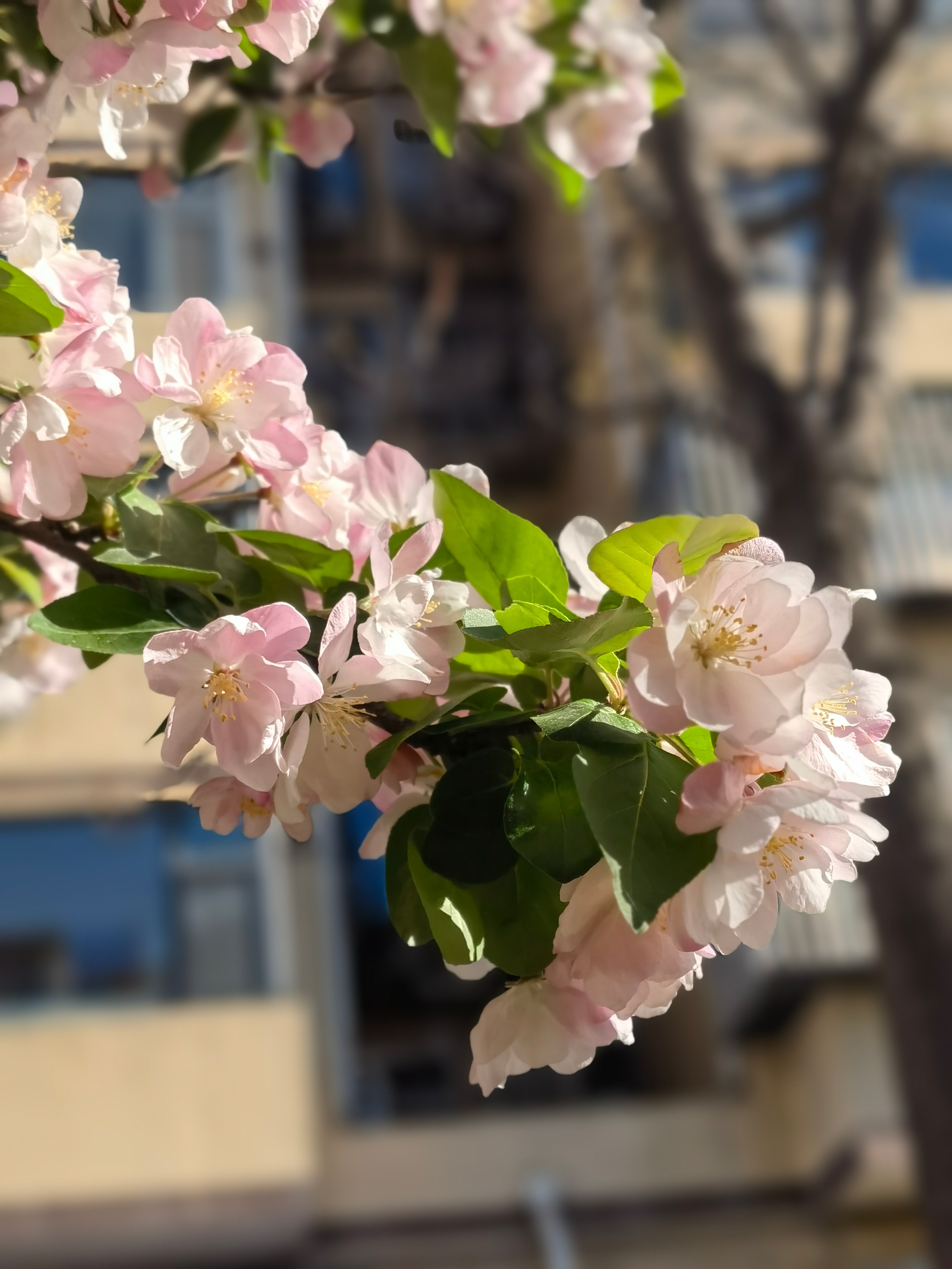 4月草木中都是思念四月的草木里，每一寸生长都像藏着说不出口的话。花开得越热闹，越