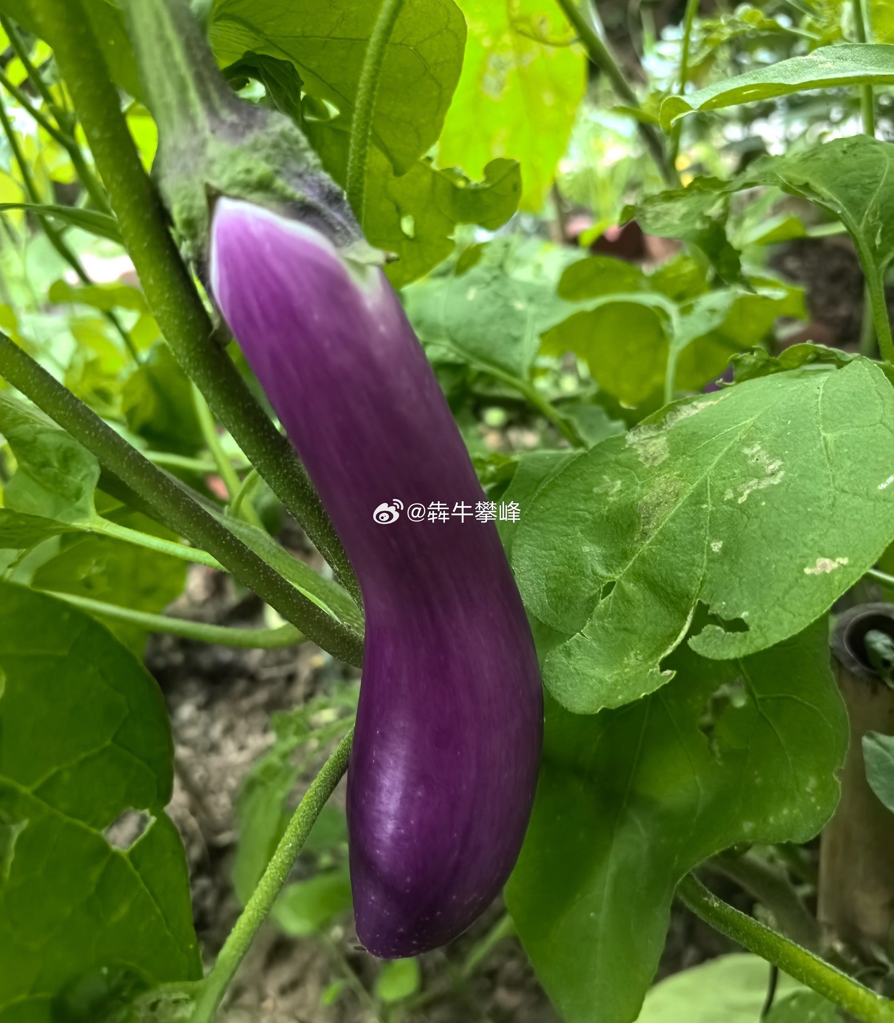 牛子昨天已经切了，反弹比我预期晚太久，迟到好几天。 