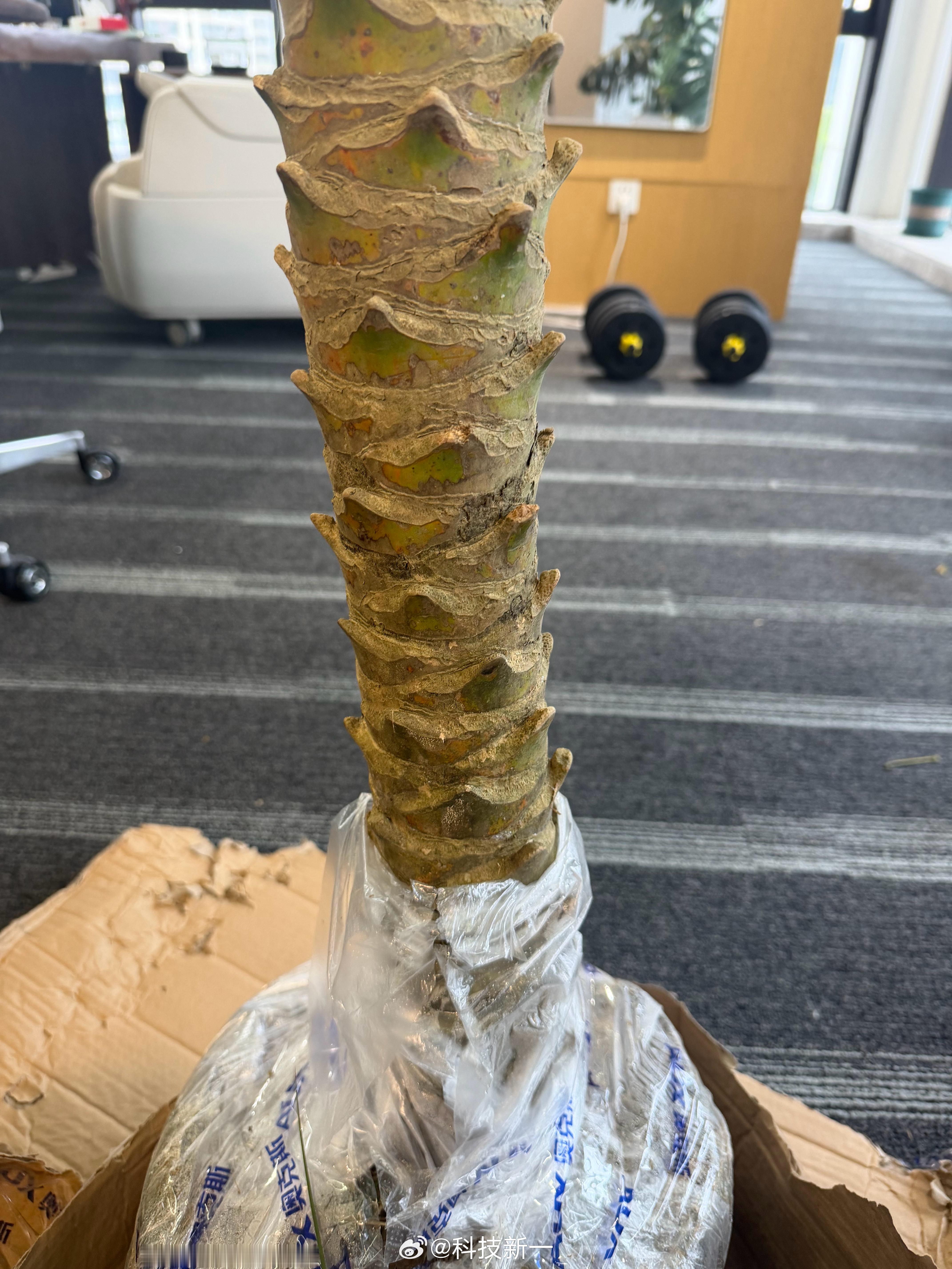 兄弟们，发生了一个非常吓人的事情！我上午买的针葵，本来树干这里吸附着一个很大的黑