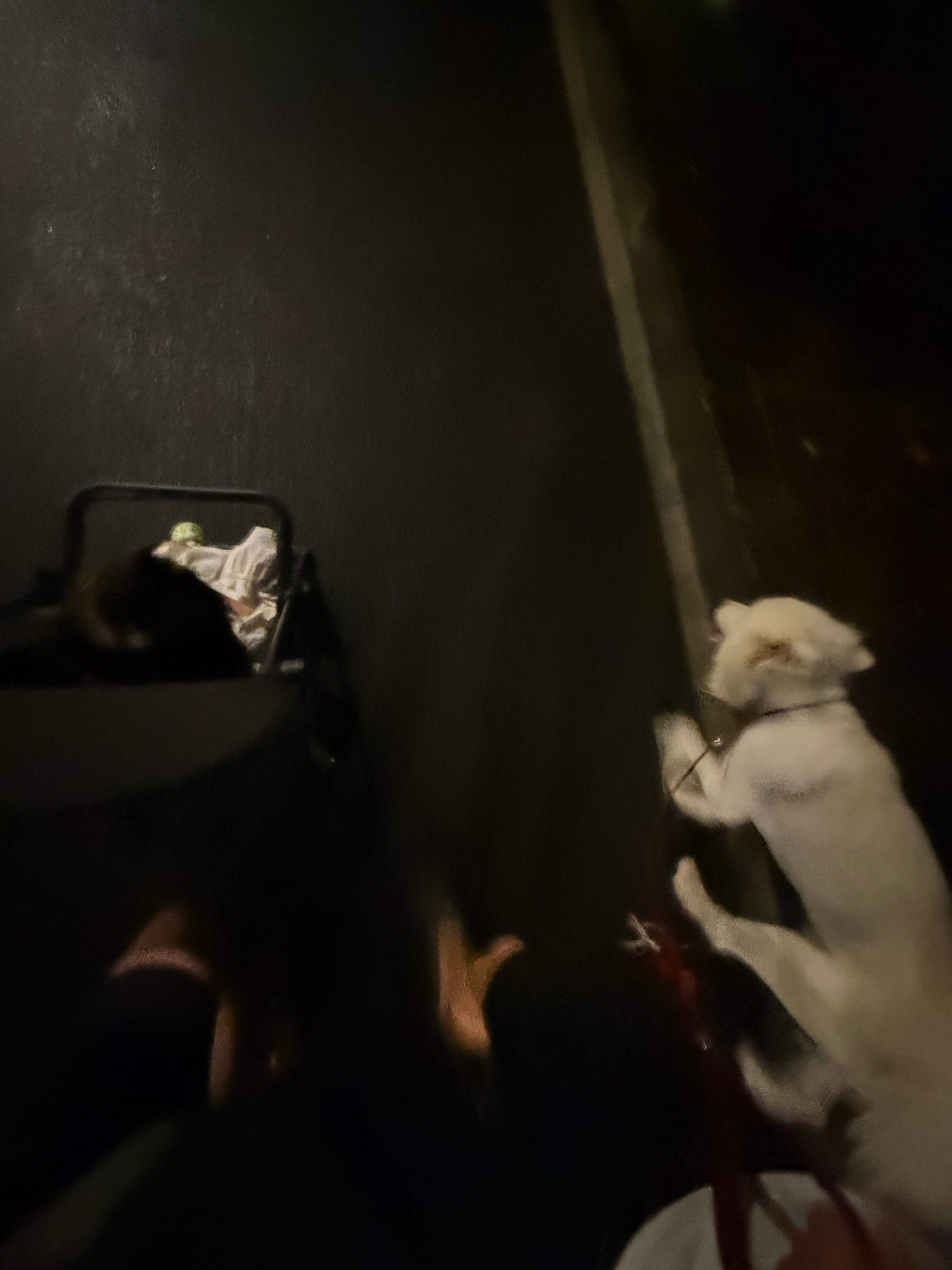 现在彻底过上了一家四口的日子，没有老人帮忙的情况下，竟然还有条不紊！这是我们今天