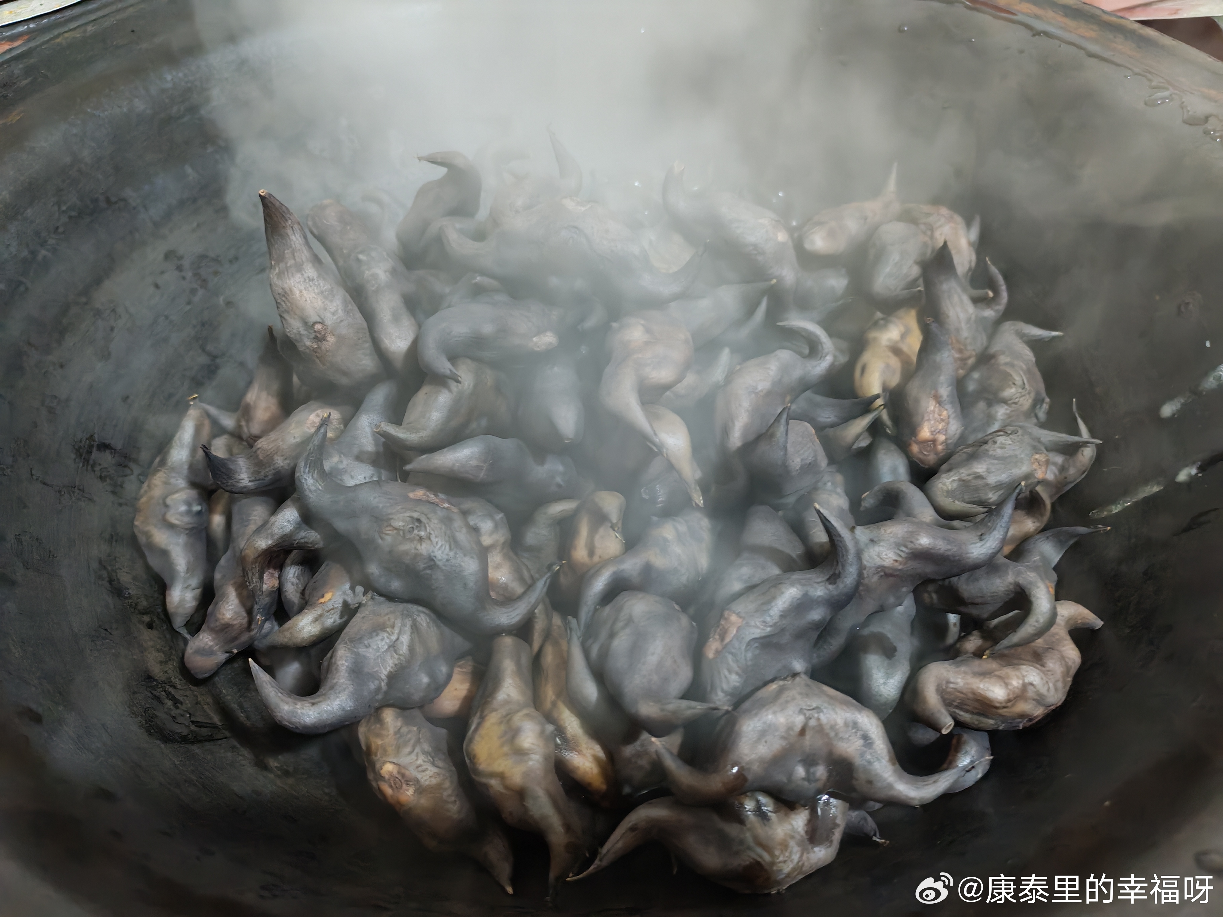 大锅煮菱角，热气沸腾 ​​​