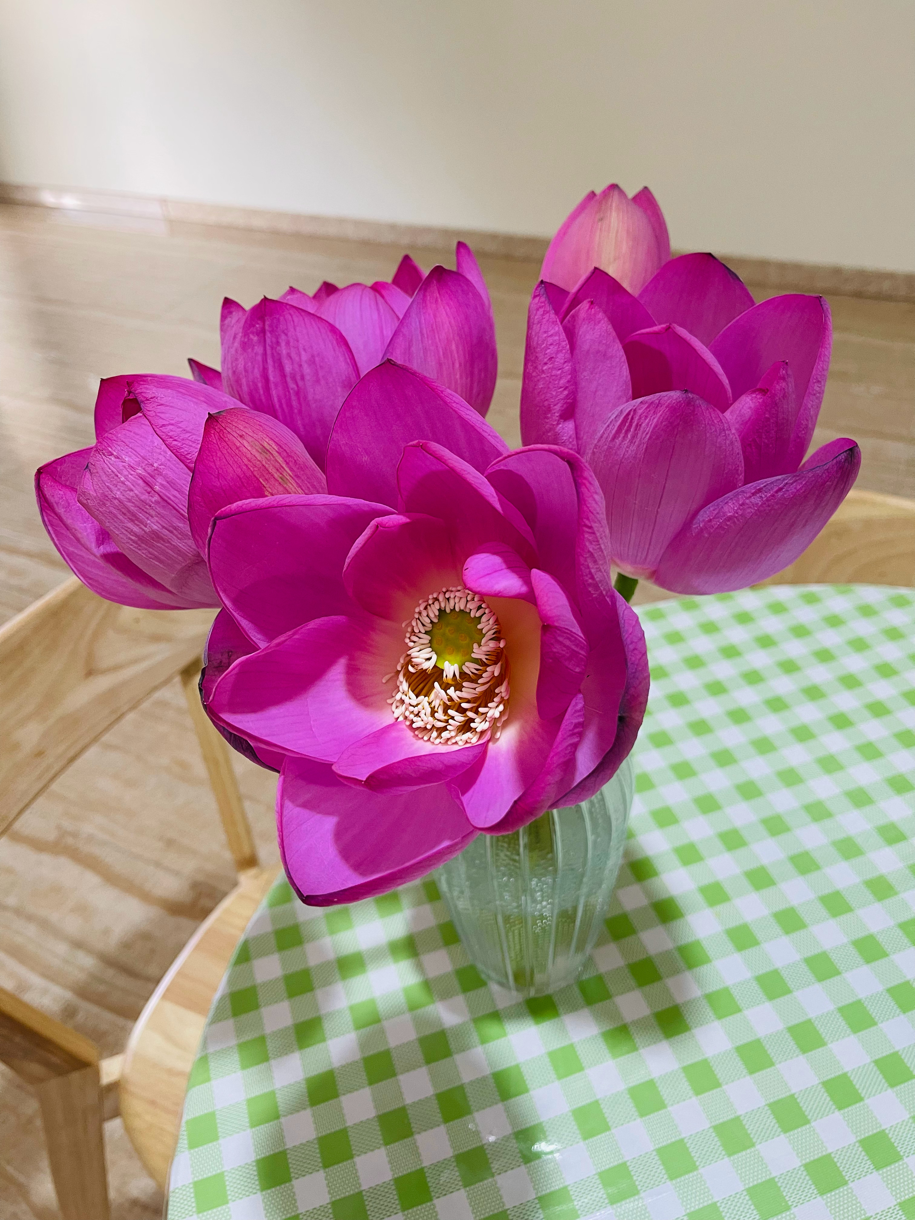荷花的鲜切花怎么养护？（荷花的鲜切花怎么养护？之前买了几朵荷花鲜切花，买的时候是