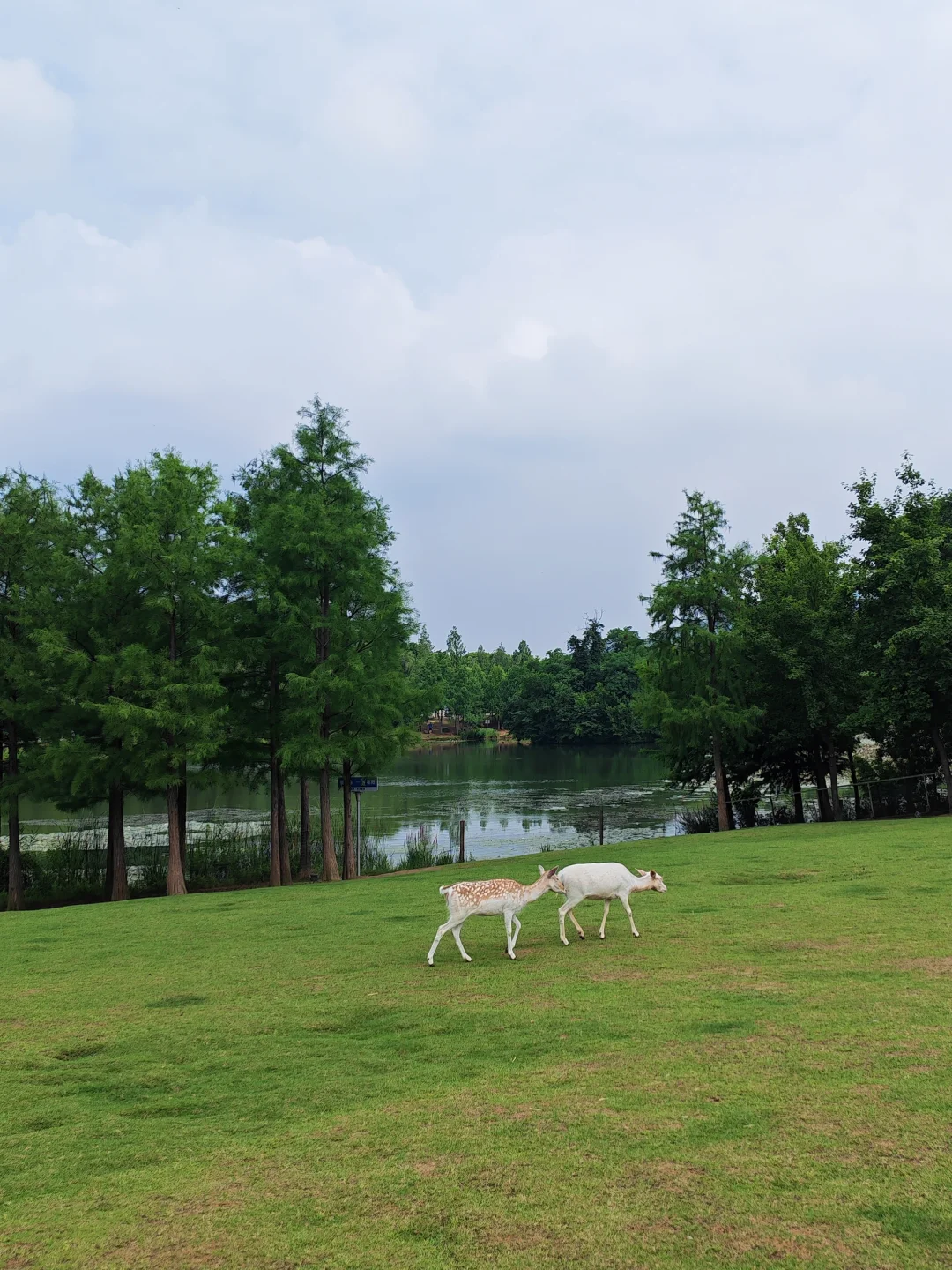 在明孝陵风景区摸小鹿