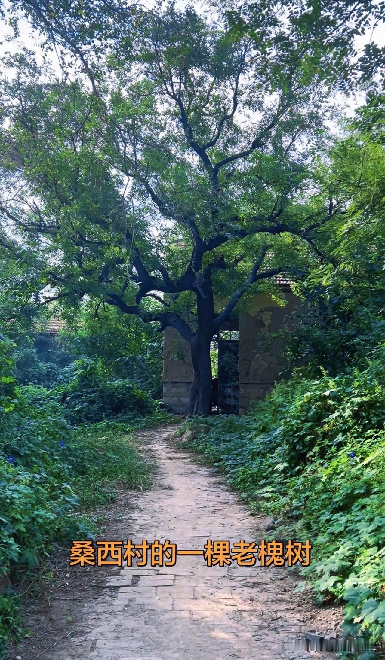 去了趟山东滨州惠民县桑落墅镇的桑西村，拍了一棵老槐树，听说当年上山下乡的知青就住