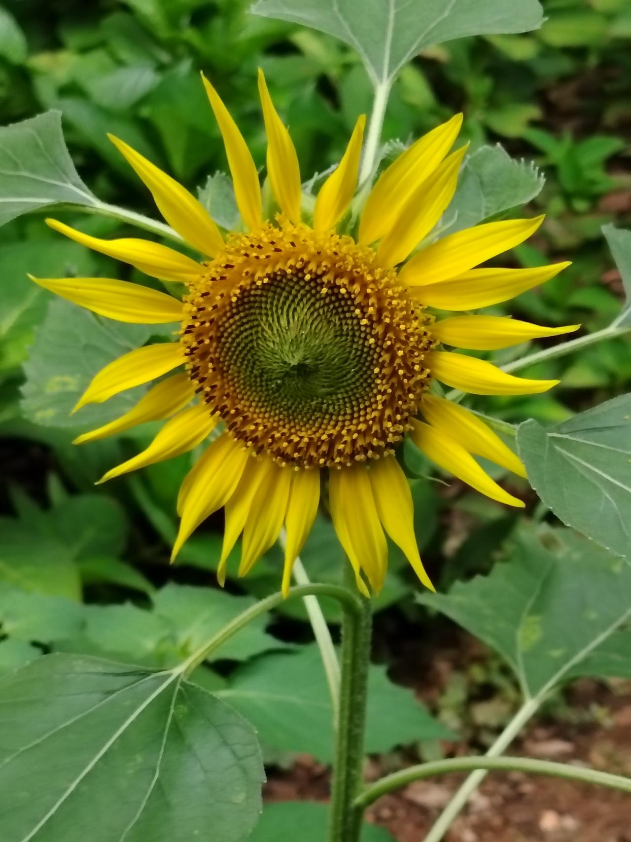 葵花向阳