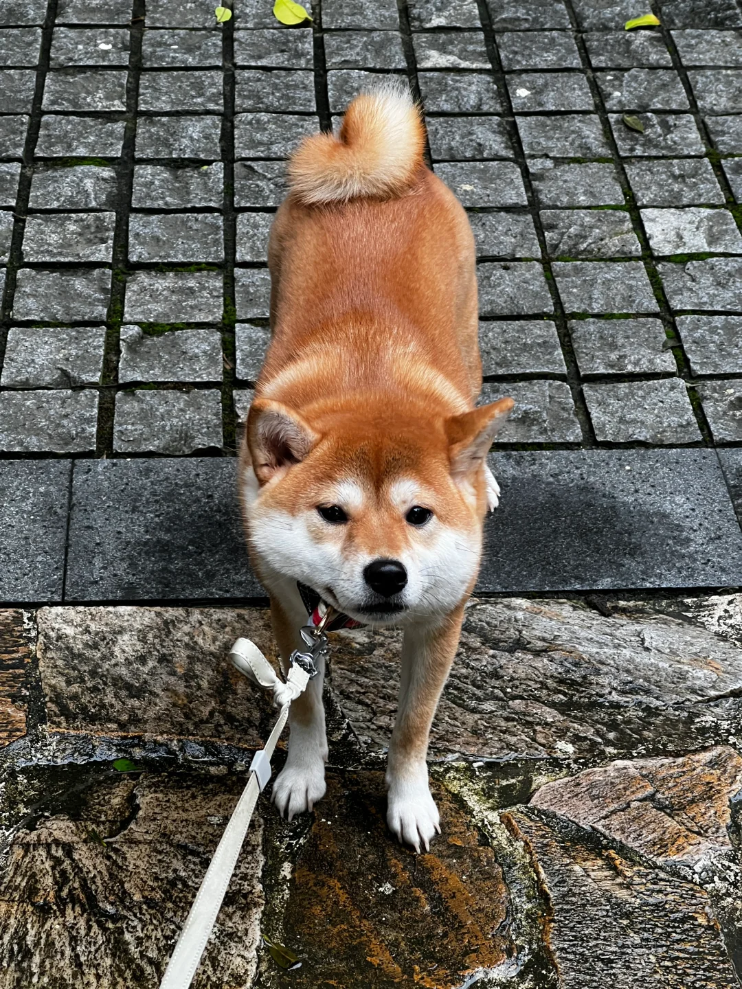 柴犬 柴犬搞笑 柴犬宝宝 宠物日常
