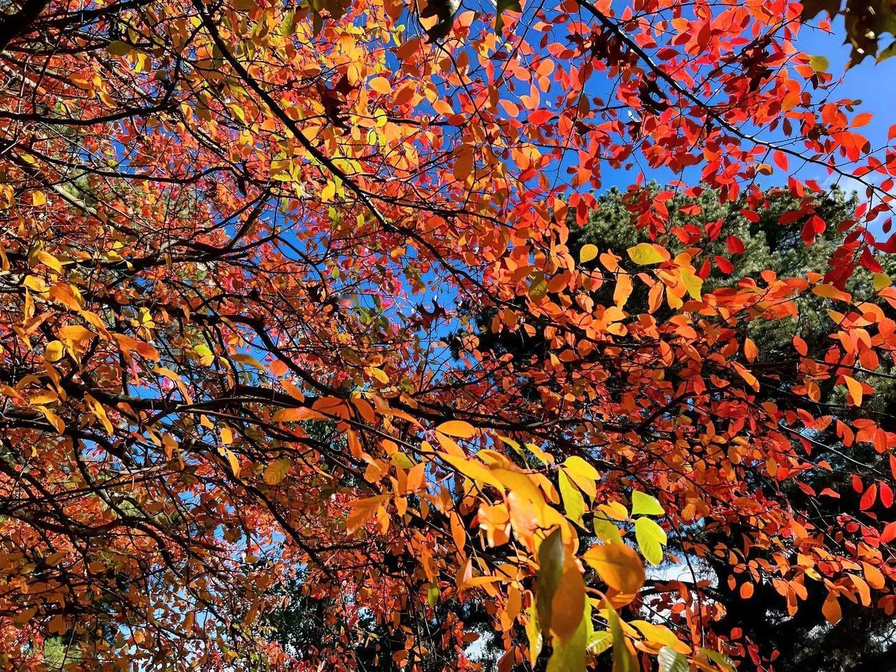 春天的颜色和气息，捕捉一片叶子的脉络，感受季节的更迭。