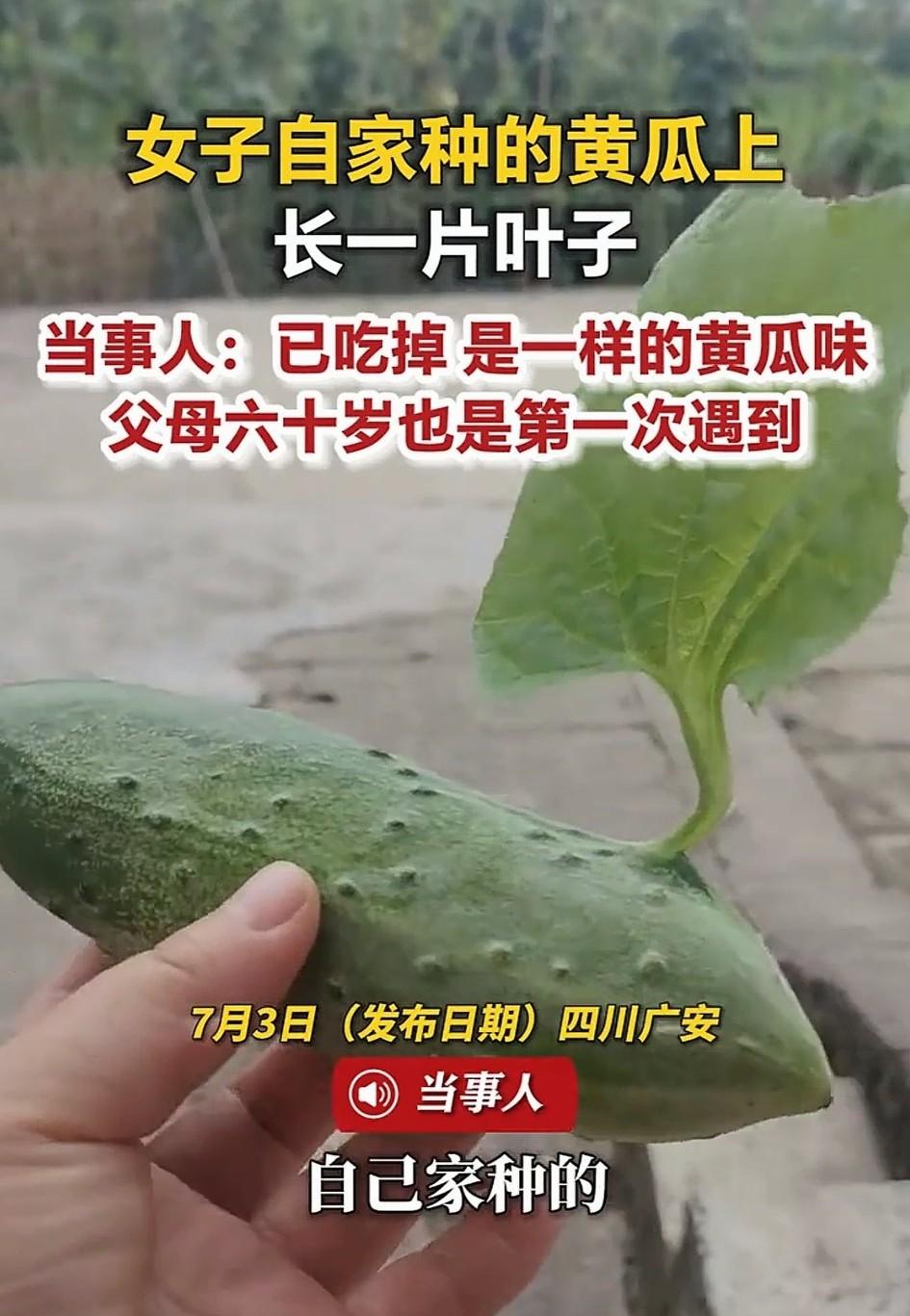 四川广安，一女子去采摘自家种的黄瓜时，意外发现一个成熟的黄瓜上竟罕见的长了一片大