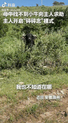 母牛弄丢小牛后，竟回头找主人“告状”？碎嘴农夫一路吐槽，结局暖哭全网！

毒辣辣