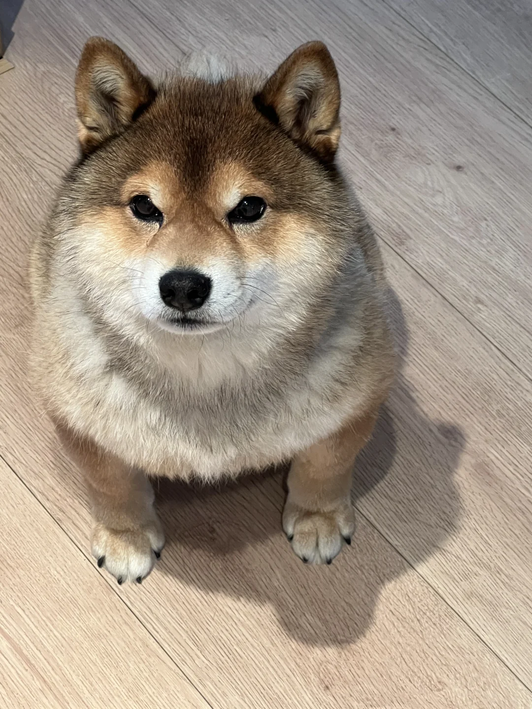 这玩意没有不可爱的空间